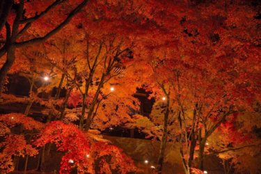 播州清水寺　～播州の名刹を彩る紅葉のライトアップ～