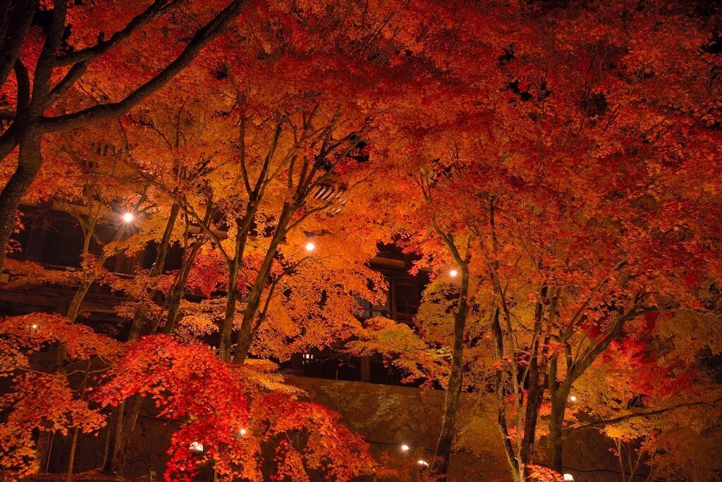 播州清水寺 播州の名刹を彩る紅葉のライトアップ 散策同好会 旅の軌跡と備忘録 播州清水寺 播州の名刹を彩る紅葉のライトアップ 散策同好会 旅の軌跡と備忘録