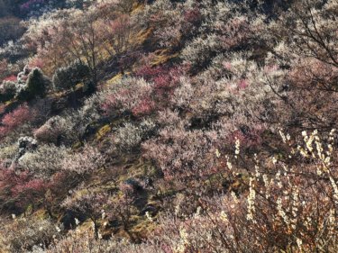 湯河原梅林　【幕山の景観と調和した観光梅林】