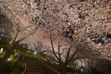 西平畑公園で行われる「まつだ桜まつり」で河津桜を見てきました。