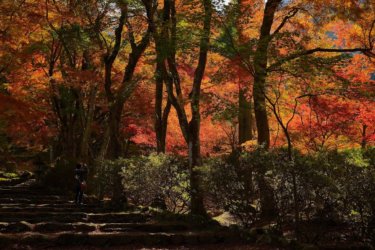 高源寺（丹波市）　～名刹を彩る天目カエデの紅葉～