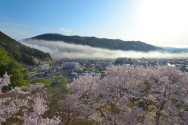 尾関山公園（広島県）で桜を見てきました。