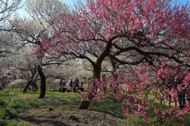 府中市郷土の森博物館で行われる「郷土の森梅まつり」に行ってきました。