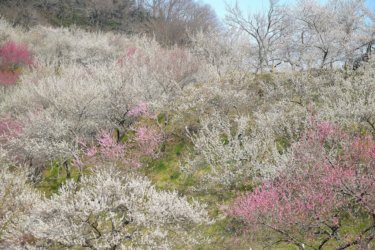 木下沢梅林　【裏高尾、春の絶景スポット】