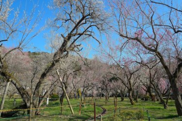 越生梅林（埼玉県越生町）　～関東三大梅林に数えられる観梅の名所～