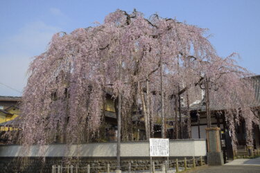 高楽寺のしだれ桜　～鮮やかに咲き誇る「桜姫」～
