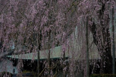 金南寺の枝垂れ桜　～八王子の古刹に咲く優雅なしだれ桜～