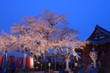 大光寺　桜　～高尾駅から３分の場所にある桜の名所～