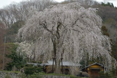 浄福寺（八王子市）でしだれ桜を見てきました。