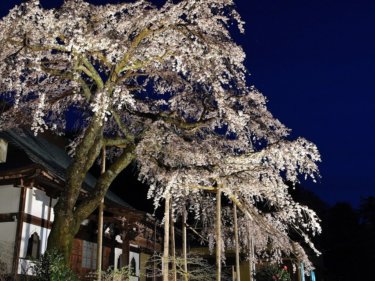 龍源院のしだれ桜　【幽玄に佇む伊豆有数の枝垂れ桜】