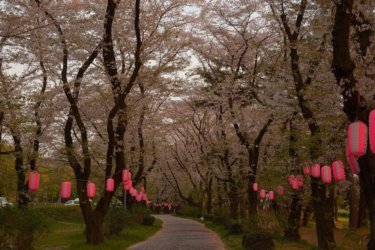 上大島キャンプ場の桜並木