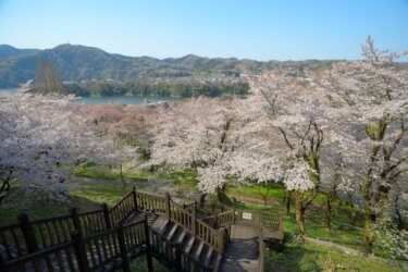 津久井湖城山公園で桜を見てきました。　～桜に彩られる城山とダム湖～