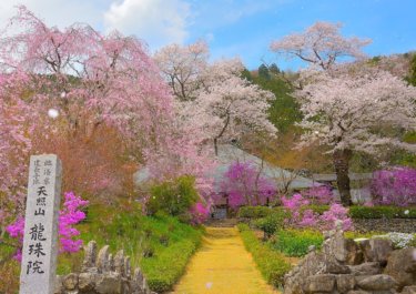 龍珠院　～あきる野市の桃源郷～