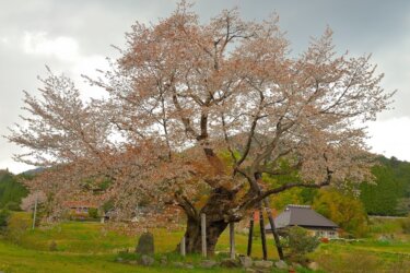 尾所の桜　～津山に咲く岡山県有数の桜の名木～