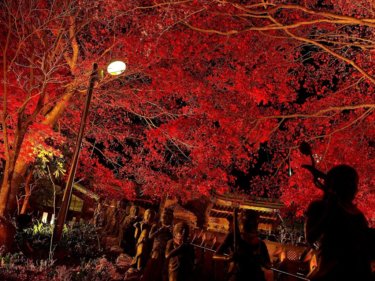 大山寺（神奈川県）の紅葉　【仏像が立ち並ぶ紅葉のトンネル】