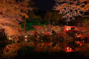（京都）醍醐寺　秋季夜間拝観　～幻想的にライトアップされる秀吉が待ち望んだ紅葉～