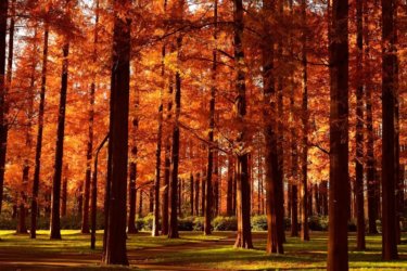 水元公園　メタセコイアの紅葉　～レンガ色の古代林～