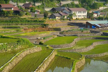 井仁の棚田(広島県山県郡安芸太田町)に行ってきました。