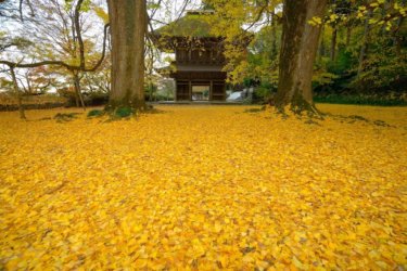 広徳寺 （あきる野市）の大銀杏　～境内に広がる金色の絨毯～