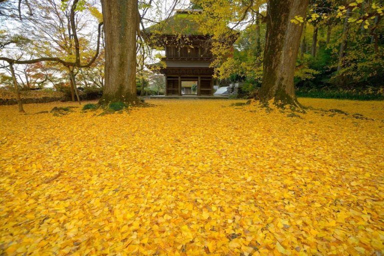 広徳寺の大銀杏