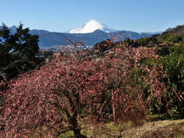 曽我梅林　【後北条氏の時代から曽我別所の地に広がる梅の郷】