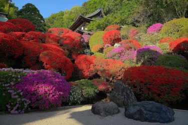 等覚院(川崎市)　～住宅街に建つツツジ咲き誇る花の寺～