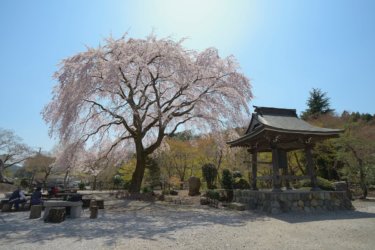 雲居寺の枝垂れ桜　～津久井の古刹に咲く枝垂れ桜の名木～