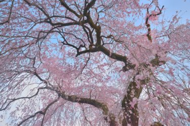 梅岩寺　～青梅市を代表するしだれ桜を見られる古刹～