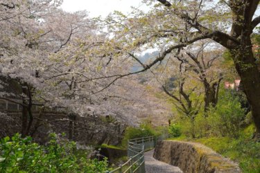 飯山白山森林公園の桜並木を歩いて長谷寺に参拝してきました