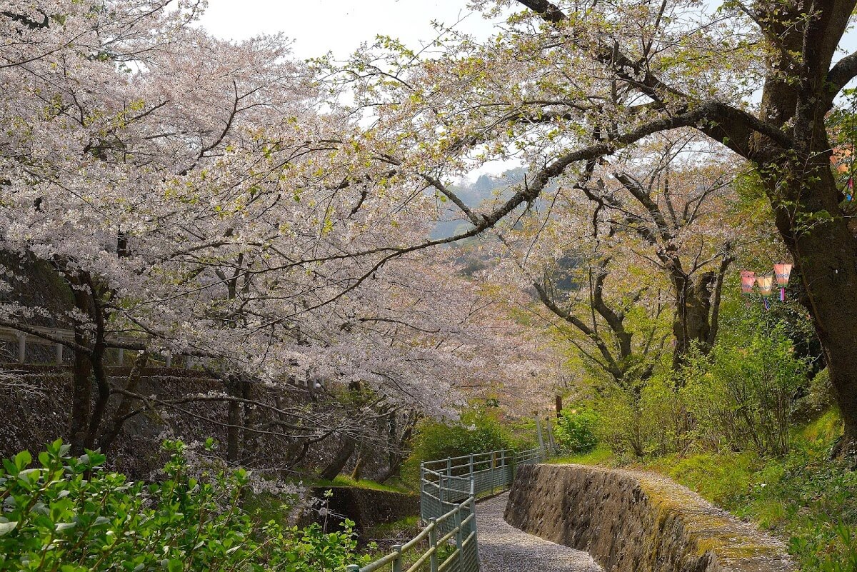 飯山白山森林公園の桜並木を歩いて長谷寺に参拝してきました 散策同好会 旅の軌跡と備忘録