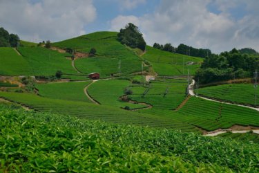 石寺の茶畑　～京都府景観資産の第1号に登録された名景～