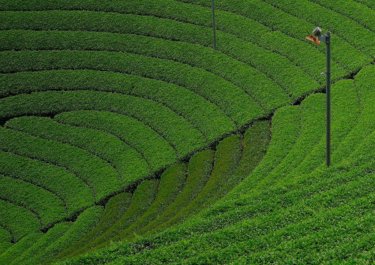 原山の茶畑で円形茶園を見て来ました。