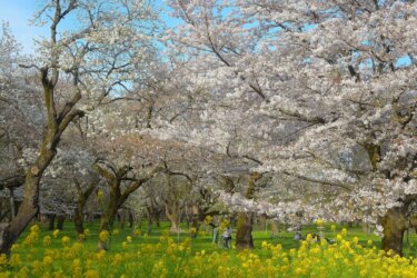 都立小金井公園で満開の桜を見てきました。