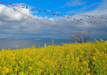 福山市「田尻町の菜の花畑」　～瀬戸内の海を望む菜の花畑～