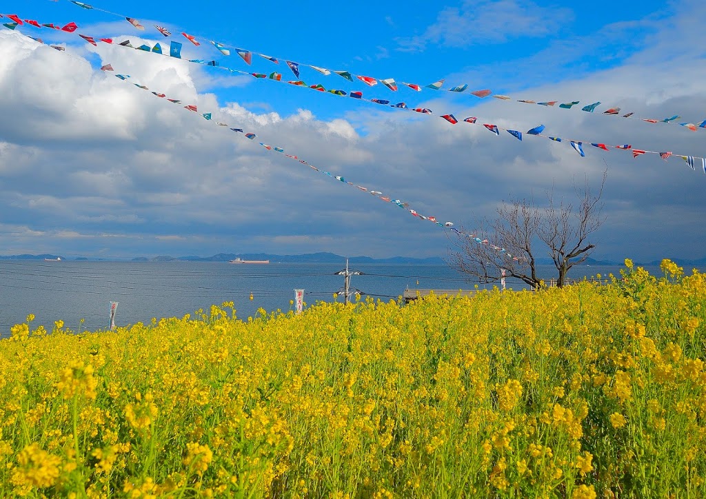 福山市 田尻町の菜の花畑 瀬戸内の海を望む菜の花畑 散策同好会 旅の軌跡と備忘録