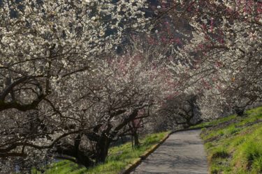 本沢梅園　～開花時期に一般開放される相模原市の梅園～