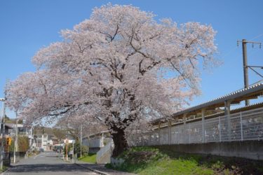 中村百年桜　～地元に愛される巨桜～