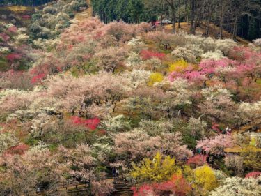 吉野梅郷 　～青梅市梅の公園～