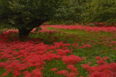 吉賀町の彼岸花　（開花時期と開花条件）