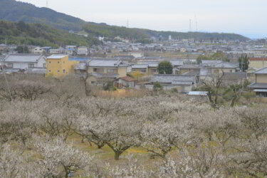 青谷梅林(京都府城陽市)を散策してきました。