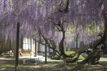 住雲寺（大山町）～山陰随一の藤の名所～