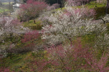 津山市神代梅の里公園（岡山県津山市）に行ってきました。