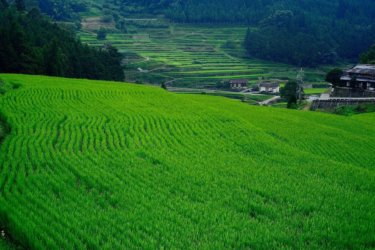 乙大木谷の棚田　～山肌に連なる佐用町の棚田百選～