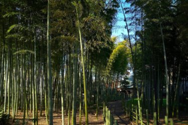 すずめのお宿緑地公園　～目黒区にあるノスタルジックな竹林公園～