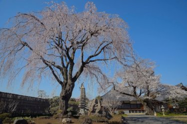 普門寺(あきる野市)で桜を見てきました。