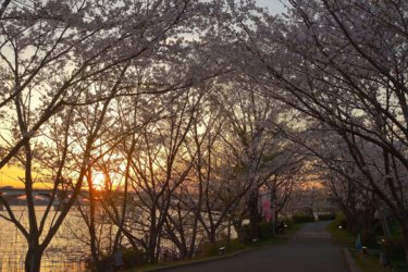 手賀沼遊歩道の桜並木を歩いてライトアップも見て来ました