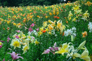 ところざわゆり園　【森林に広がる百合の花園】