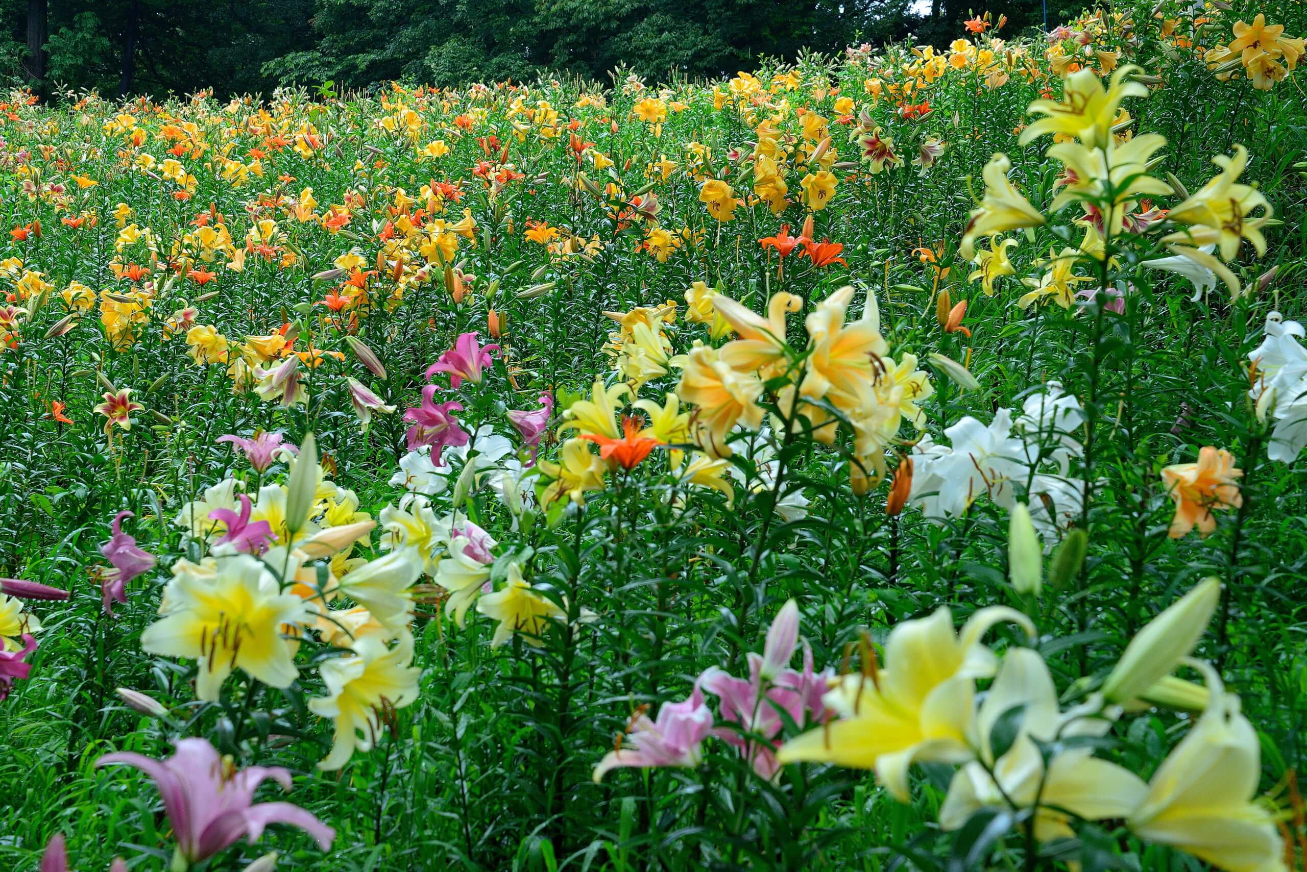 ところざわゆり園 森林に広がる百合の花園 散策同好会 旅の軌跡と備忘録 ところざわゆり園 森林に広がる百合の花園 散策同好会 旅の軌跡と備忘録