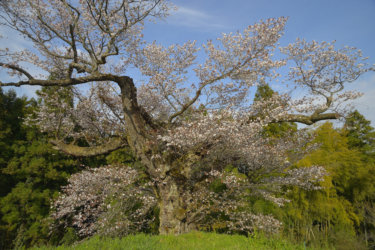 光厳寺の「白山桜」　～あきる野市の古刹にたつ桜の名木～