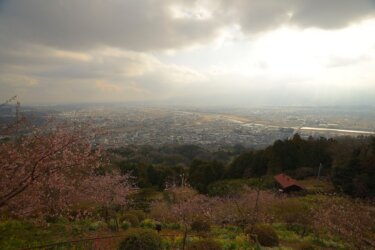 あぐりパーク嵯峨山苑　～河津桜と菜の花が咲く眺望抜群の農業公園～